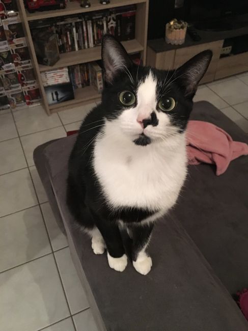 Montrez-moi vos boules de poils ! 😻 - 1