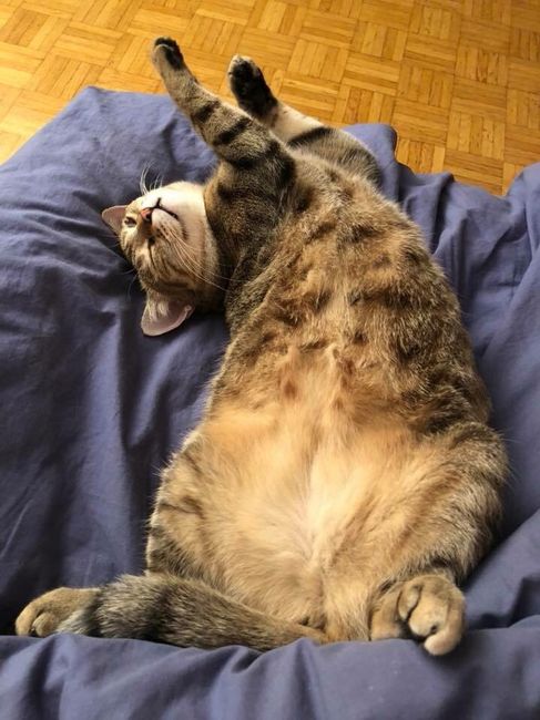  Mon petit bébé chat 😋 - 3