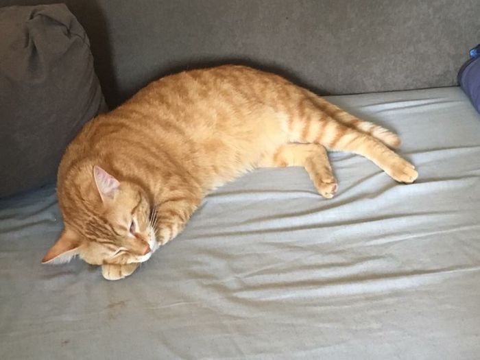  Mon petit bébé chat 😋 - 1
