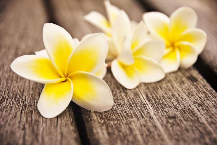 Peigne à cheveux avec fleurs naturels 12
