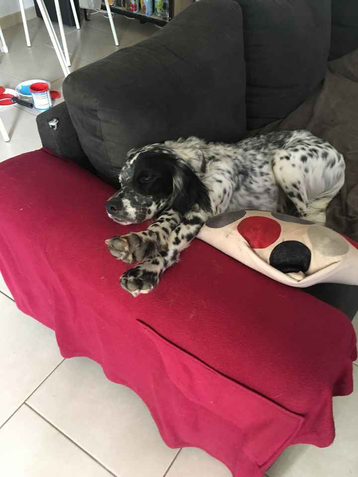  Nos animaux ont une place importante 💕 - 1