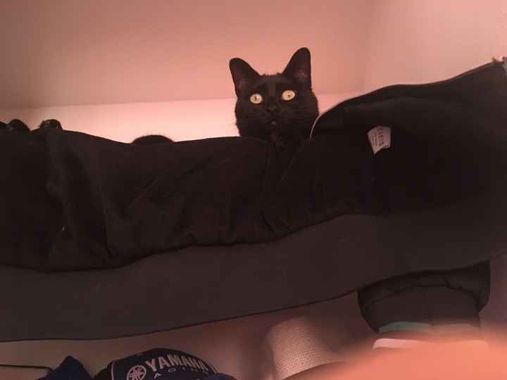  Nos animaux ont une place importante 💕 - 2