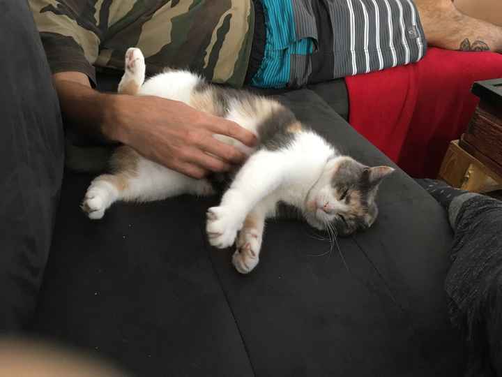  Nos animaux ont une place importante 💕 - 3