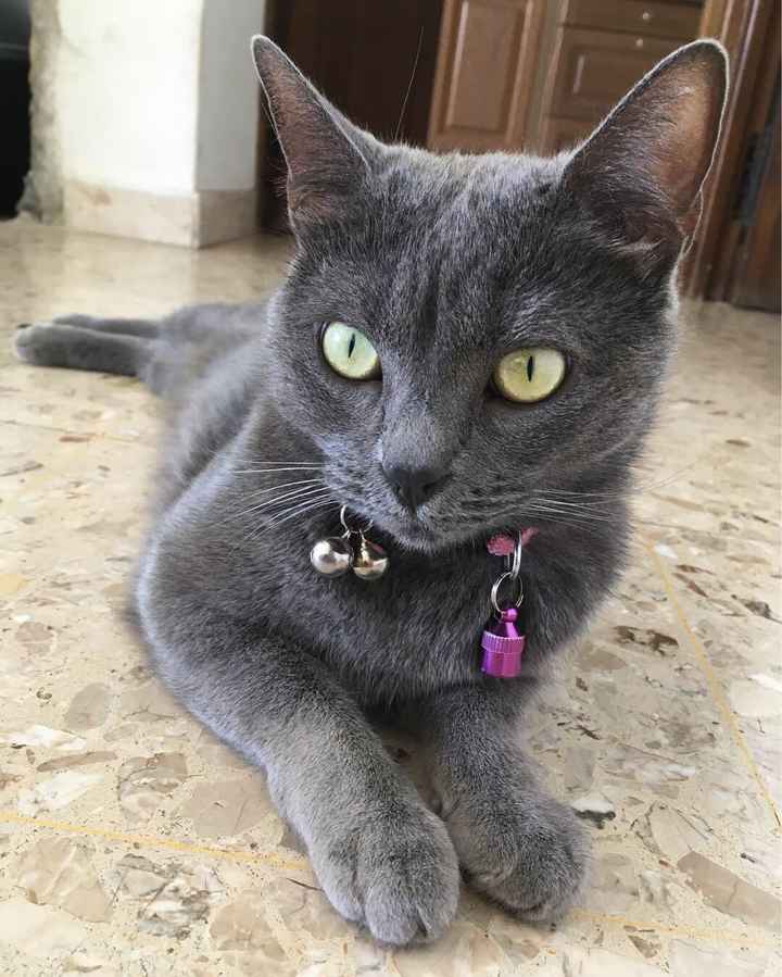 Comment s'appellent vos animaux poilus ? - 1