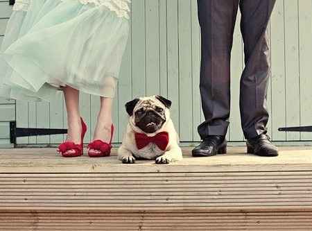 chien Ã  son mariage