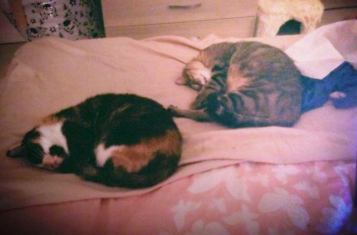 Nos chats