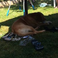 Et les animaux ? - 2