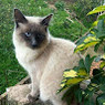Fariza