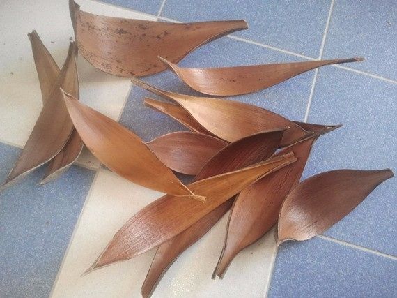 Ecorce feuille de coco