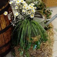 Inspirations marguerites - 2