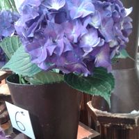 Tutoriel boules d'hortensia en papier - 1