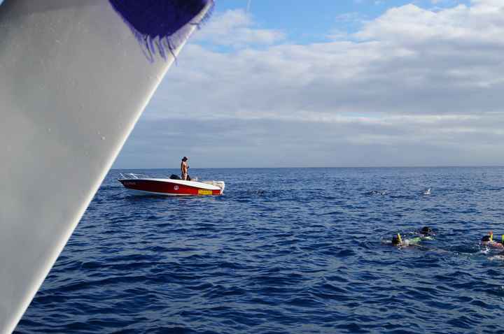 nage avec les dauphins 