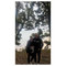 Coline