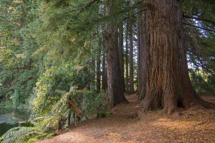 Redwood - Séquoias Géants