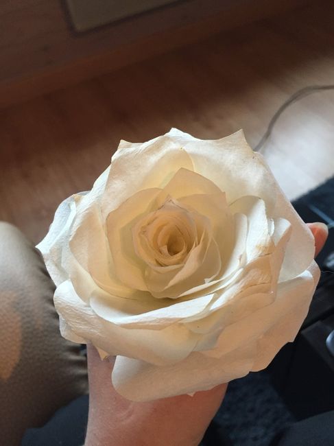 Rose filtre à café