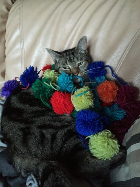 Chachou dans les pompons