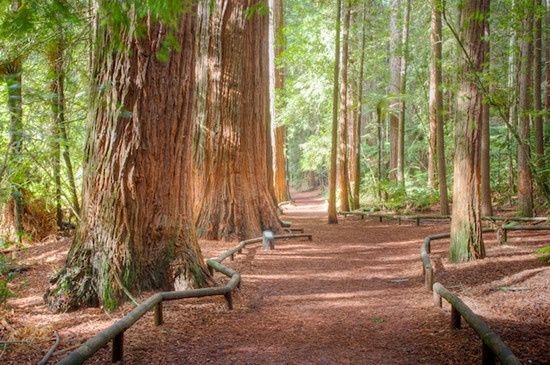 Redwoods - NZ