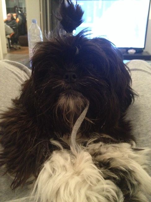 Votre petit compagnon - 1