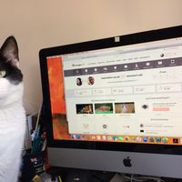 Notre Chat, fan de la page 