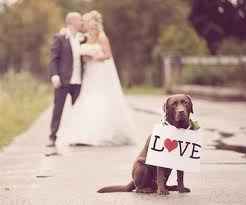 mariage chien