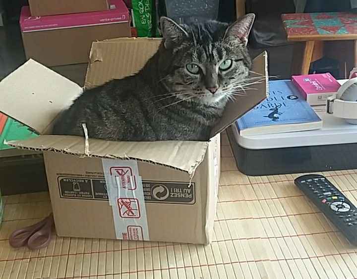 Mon alliance 😍💍 - 4