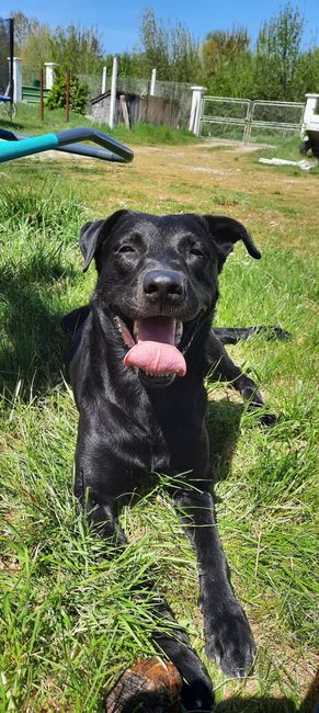 Ton animal de compagnie, présent le jour J ? 2