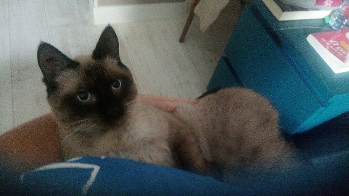  Mon petit bébé chat 😋 - 1