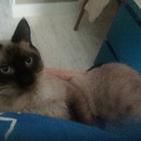  Mon petit bébé chat 😋 - 1