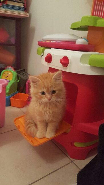 Déco et chat ne font pas bon ménage ... - 1