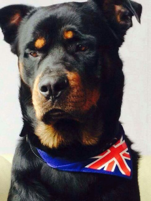 Prendre son chien le jour de son mariage - 1