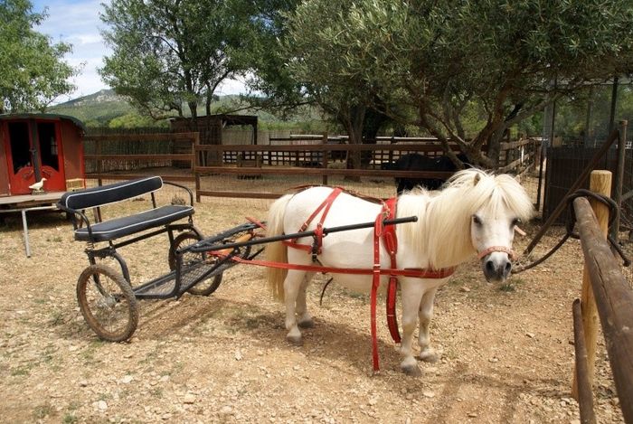 Poney et calèche