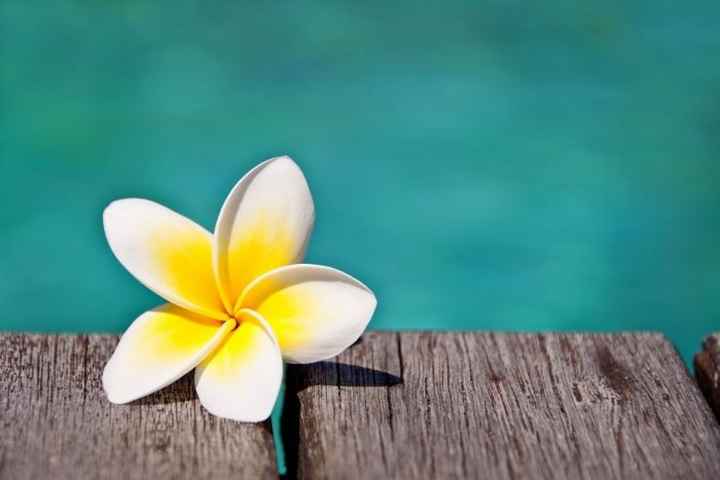 Tropical Chic Polynésie