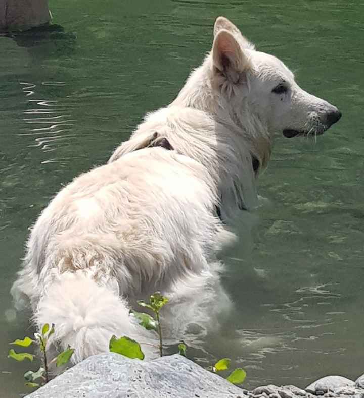 Avez-vous un animal de compagnie en commun ?🐶 - 2