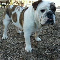 Votre petit compagnon - 1