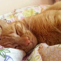 Votre petit compagnon - 2