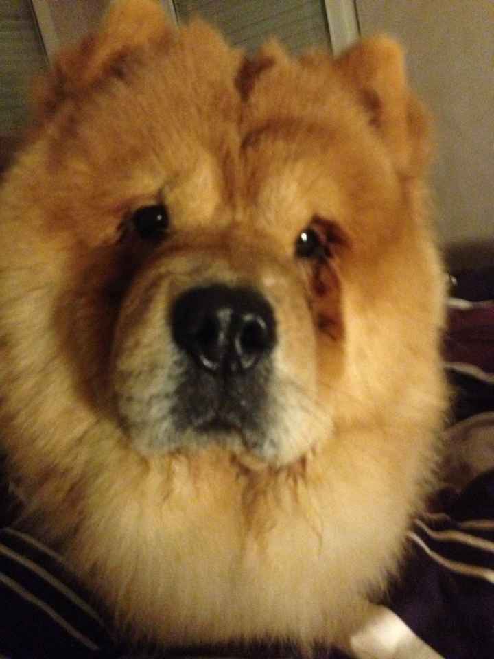 Budget alliances - 1