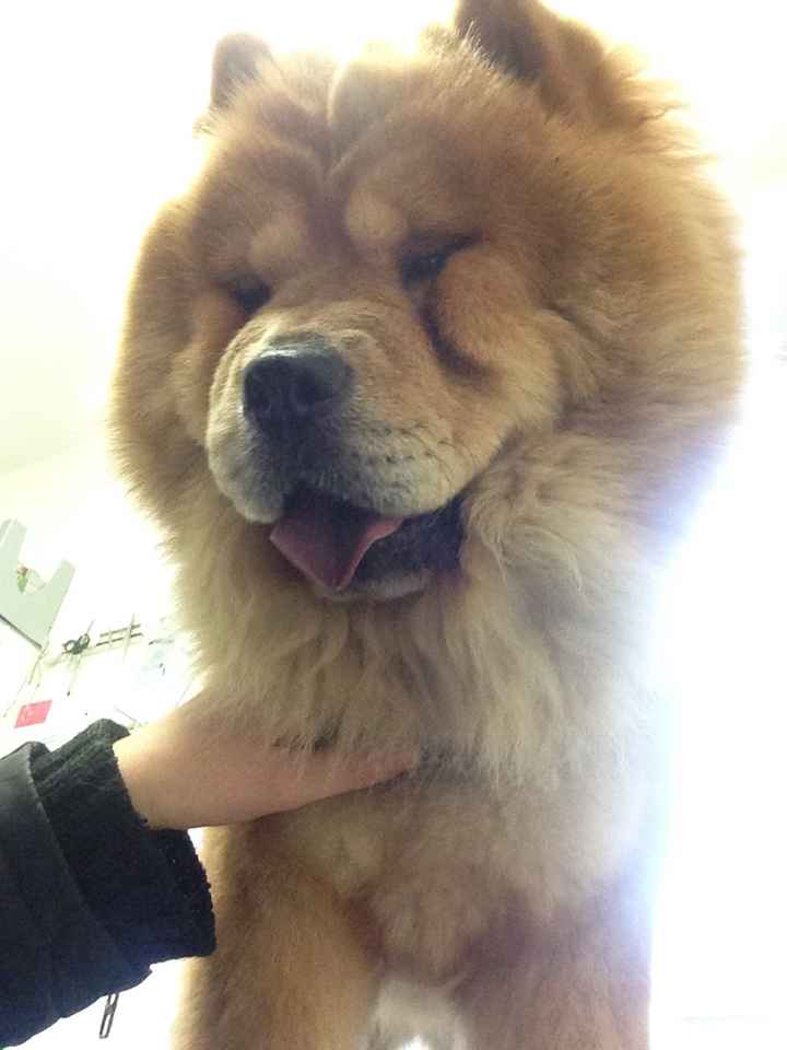 Prendre son chien le jour de son mariage - 1