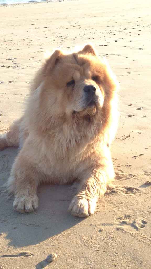 Pour ceux qui ont un chien - 1