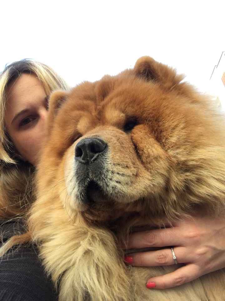 Et les animaux ? - 1