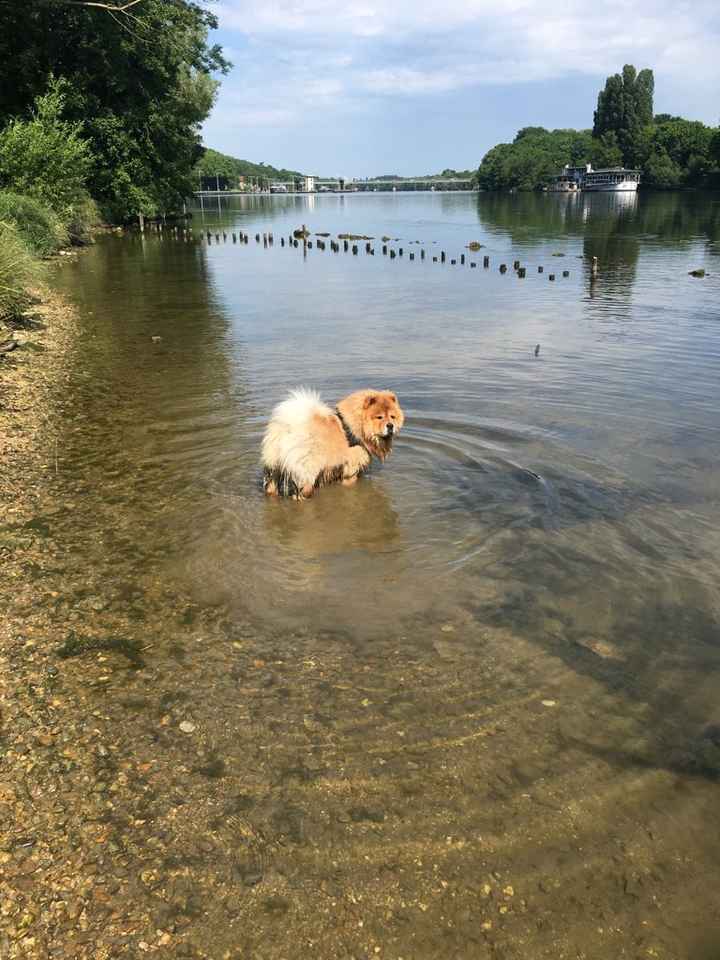 Et les animaux ? - 2