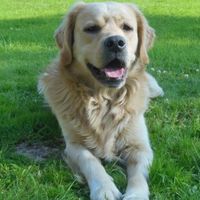 Nos animaux !  ma boule de poil