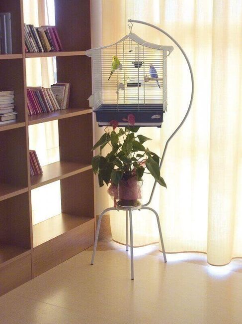 Pied cage oiseau