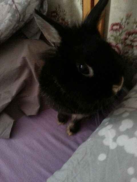 Vos animaux de compagnie - 1