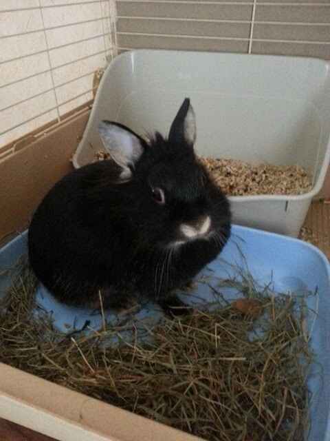 Vos animaux de compagnie - 2