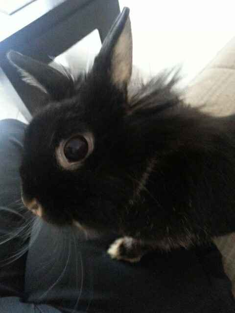 Vos animaux de compagnie ! - 1