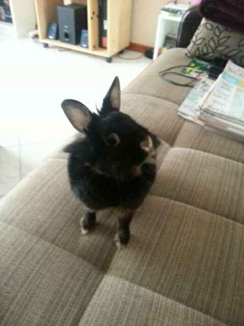 Vos animaux de compagnie ! - 2