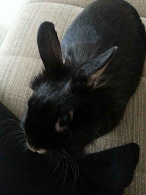 Vos animaux de compagnie ! - 3