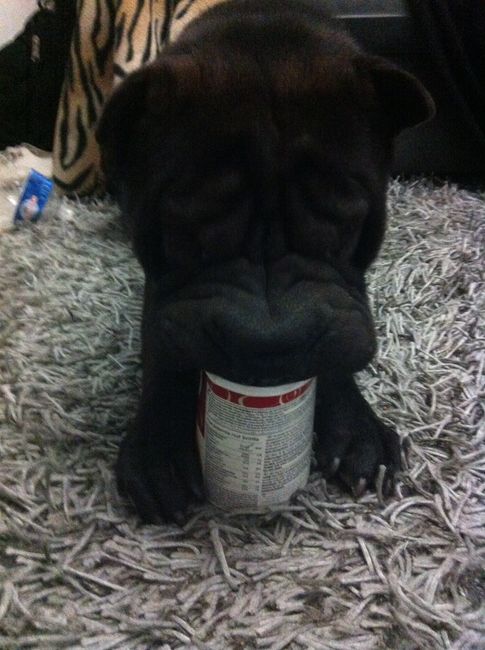 choco et sa glace