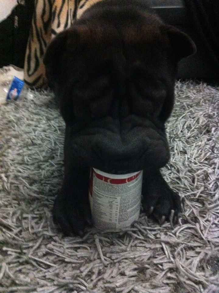 choco et sa glace