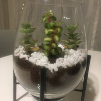 Idée terrarium - vase - 1